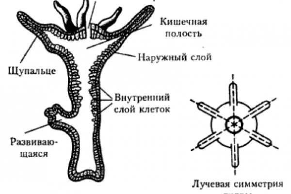 Как отличить оригинальный сайт кракена